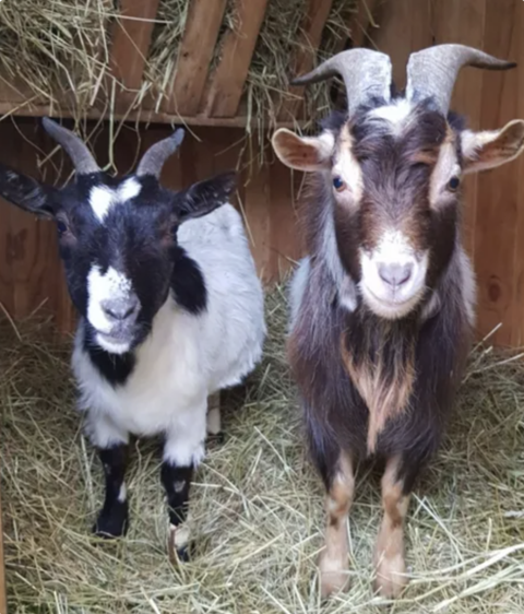 Chèvres
0 86580 Biard