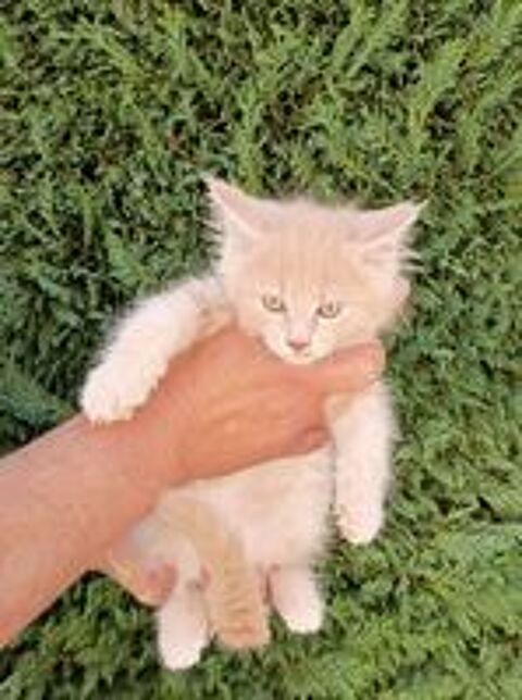   Chatons Maine coon 