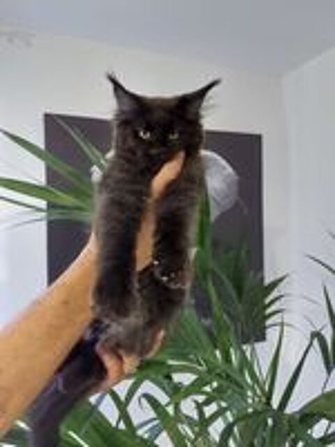   Chatons maine coon  