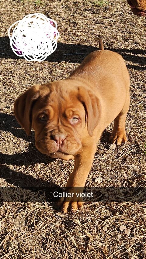 Chiots de race dogue de Bordeaux 1100 34560 Poussan