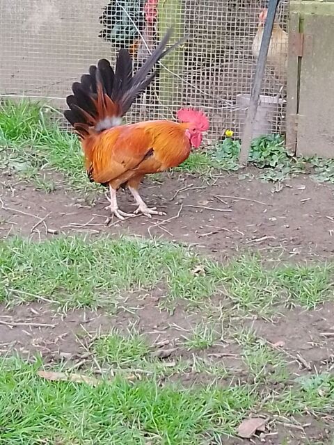Coq nain 5 22930 Yvias