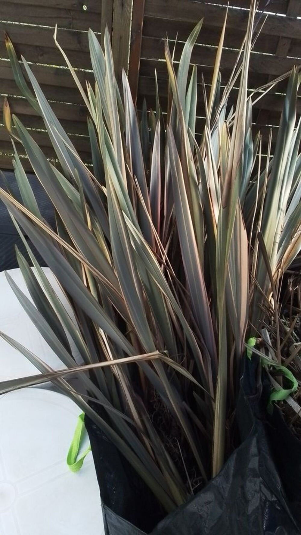 plantes d&eacute;coratives pour le jardin. Jardin