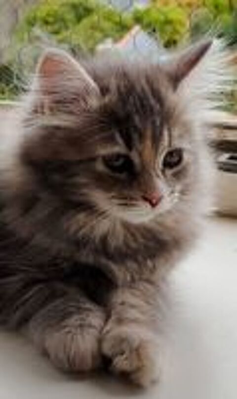   Birdy , adorable chatonne sibérienne est disponible   