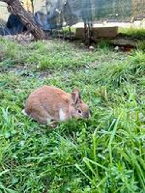   Lapin NOISETTE à l adoption 