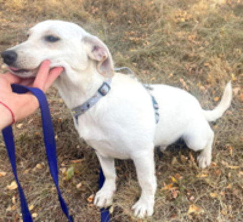   A L'ADOPTION BRUNO 