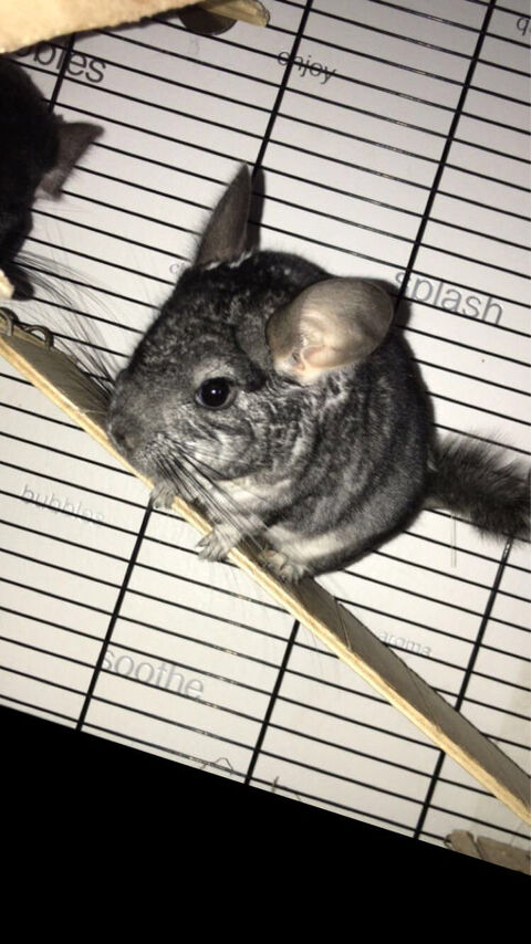 Jeune Chinchilla Mle 7 Mois 02200 Soissons