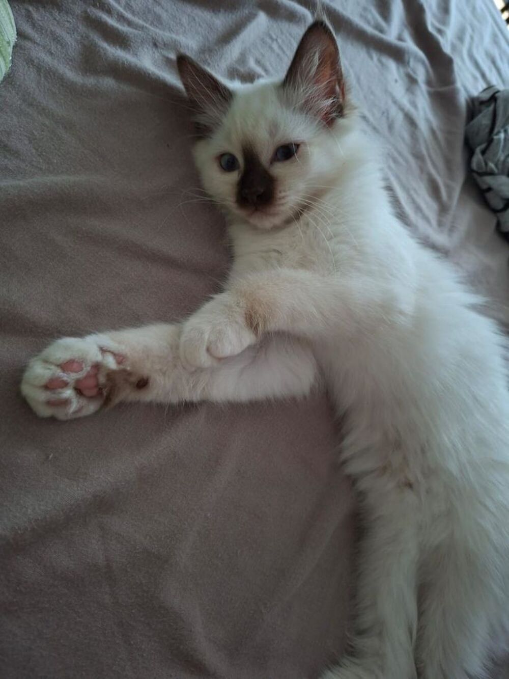   chaton mâle sacrée de birmanie 