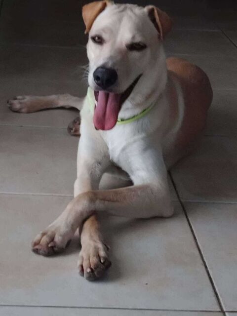 BUDY le magnifique 350 08000 Charleville-mzires