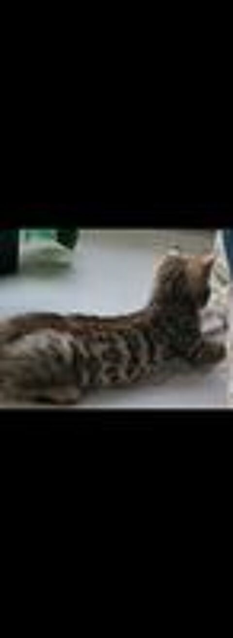   chatons Bengal brown  à rosettes LOOF  