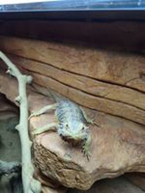   Pogona  