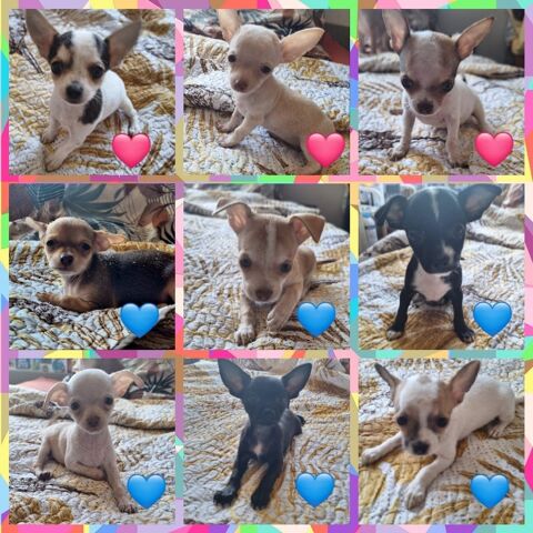 Adorables chiots Chihuahuas &agrave; placer  850 94200 Ivry-sur-seine