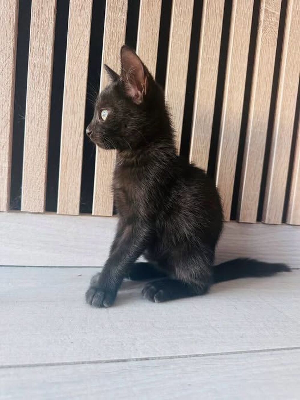   Chat FLOW à l adoption 
