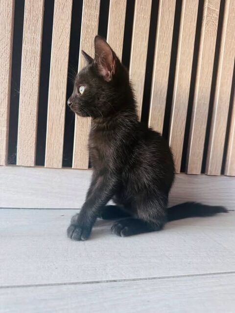 Chat FLOW &agrave; l adoption 120 26140 Saint-rambert-d'albon