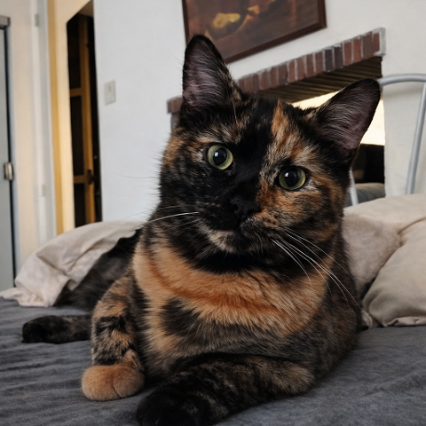 PTITLU CHATONNE ECAILLE 8 MOIS 1/2 225 92260 Fontenay-aux-roses