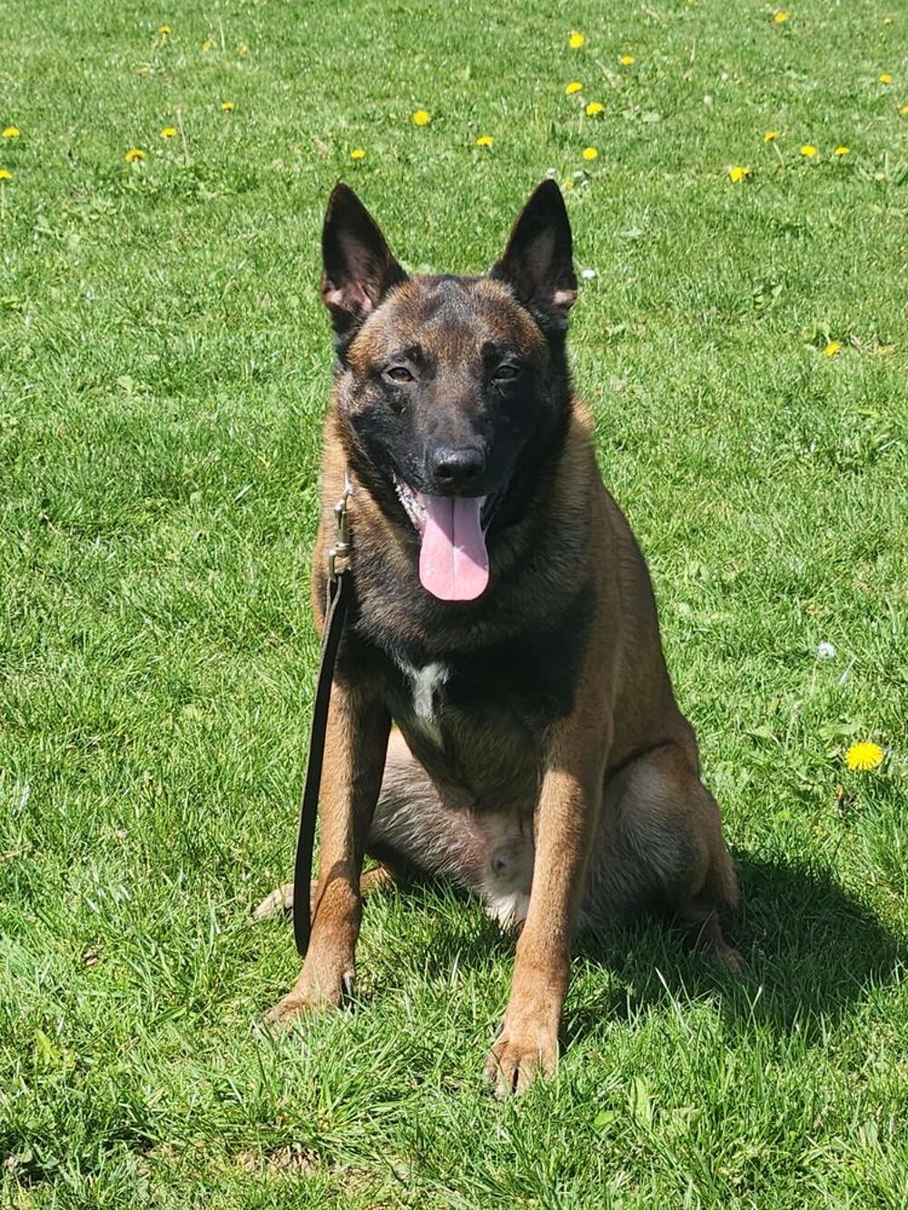   Berger Belge malinois idéal pour agent cynophile / garde 