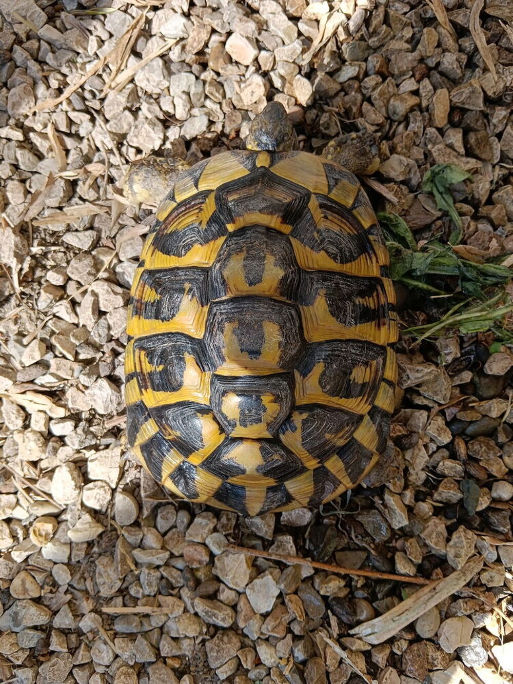   Magnifique tortue femelle de 15 ans 