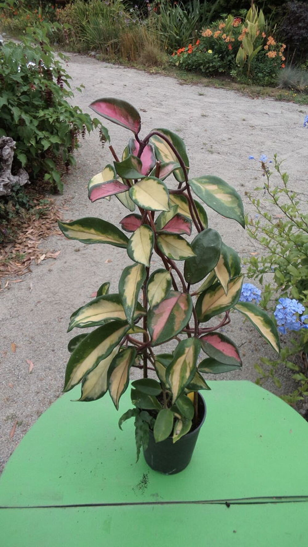 Hoya carnosa variegata &quot; fleurs de porcelaine &quot; Jardin