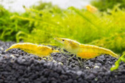  Crevettes neocaridina yellow fire 