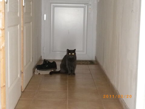 Pension service garde chat 0 74330 Nonglard