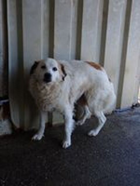   Mandragore � l'adoption 