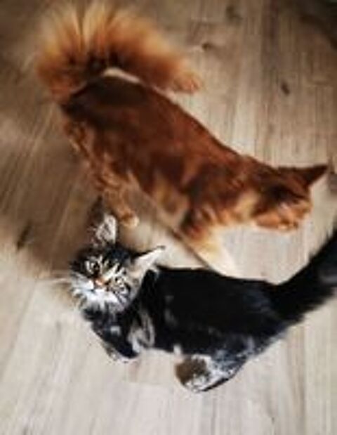   Maine coon 
