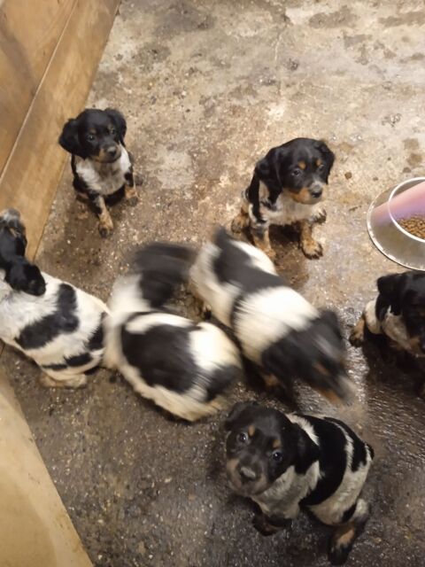 chiots a reserver 0 47360 Lusignan-petit
