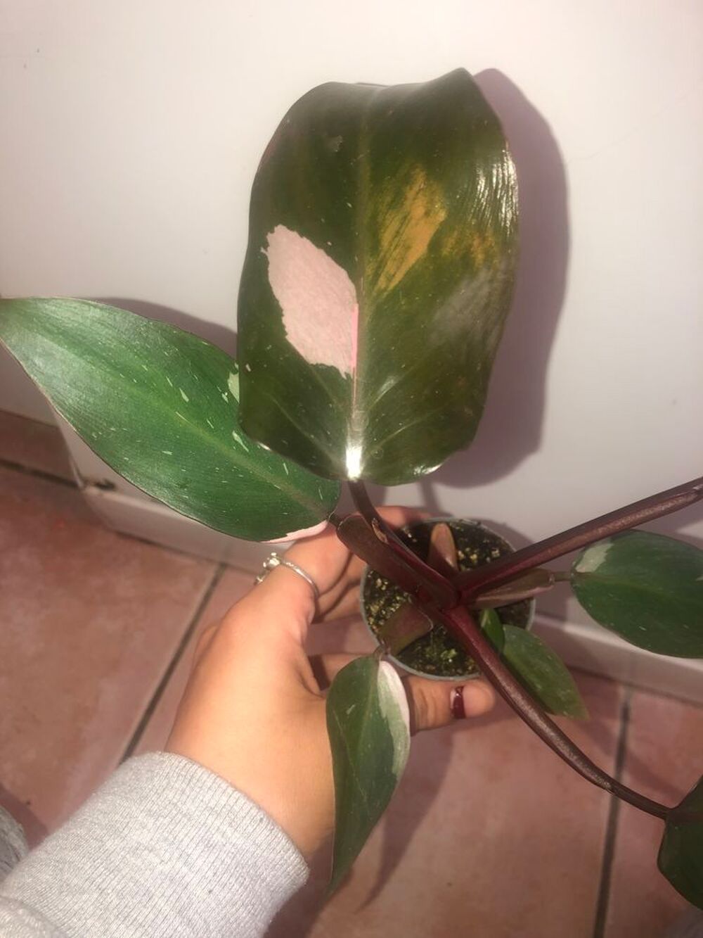 plante philodendron pink princess Jardin
