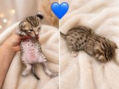   Chatons Savannah F6 