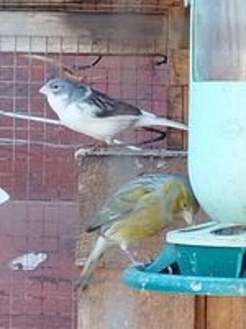   Canaris  