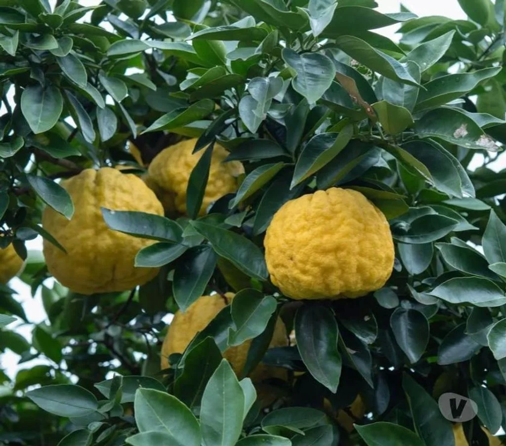 promo sur les citronniers yuzzu au jardin du lavoir
Jardin