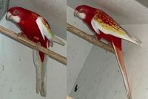   Calopsittes, perruches, Kakarikis, Omnicolore  