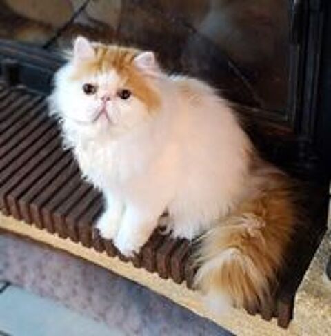   CHATONS PERSAN  DISPONIBLES DE SUITE 