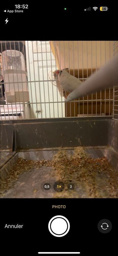 d'oiseaux 0 89140 Pont-sur-yonne