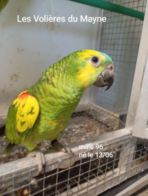 Jeunes perroquets Amazones &agrave; front bleu m&acirc;les 2025 850 47430 Caumont-sur-garonne