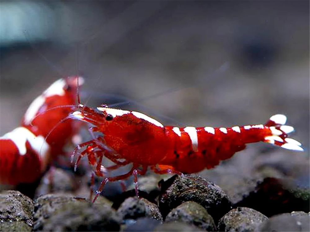  crevettes d'eau douce 