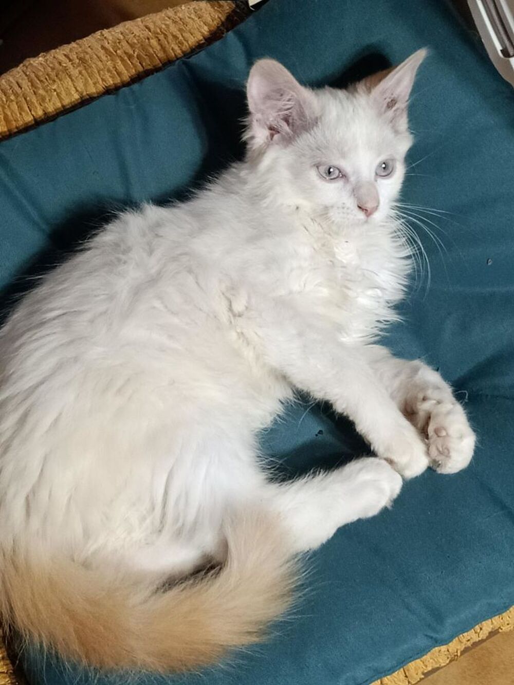   chaton 