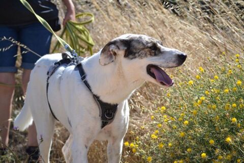 Mamba&#10084;&#65039; une magnifique mastine au grand cur ! 315 24140 Douville
