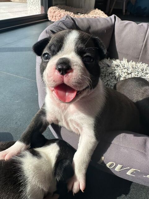 Chiots Boston Terrier LOF 1490 73800 Sainte-hlne-du-lac