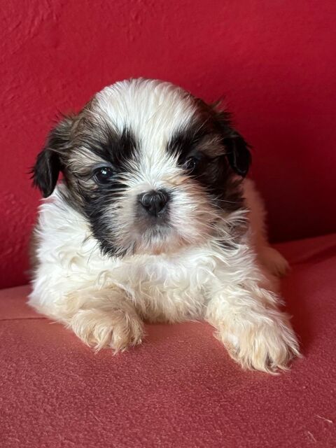&Agrave; r&eacute;server b&eacute;b&eacute;s shih tzu de petit gabarit 850 19100 Brive-la-gaillarde