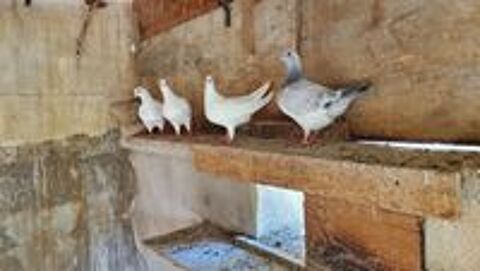   Pigeons pour élevage familial.  