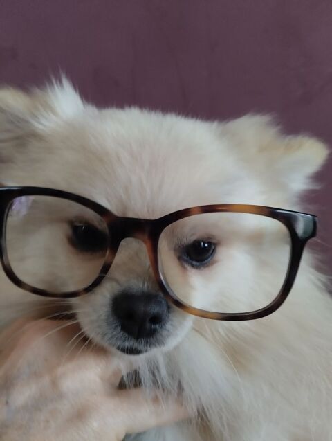 spitz pom&eacute;ranien blanc de 3 ans 600 69110 Sainte-foy-l�s-lyon