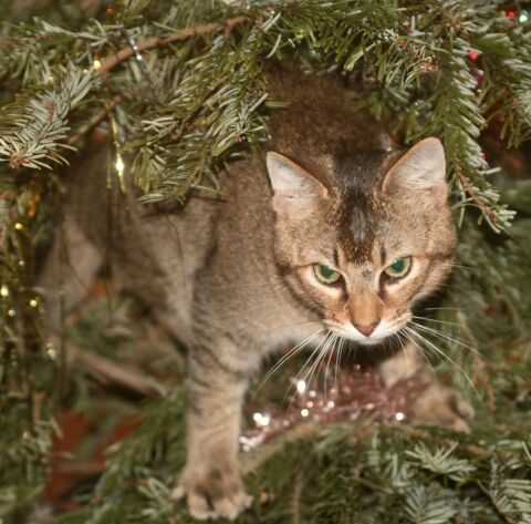 ABBYS CHAT BRUN 2 ANS 1/2 195 92260 Fontenay-aux-roses