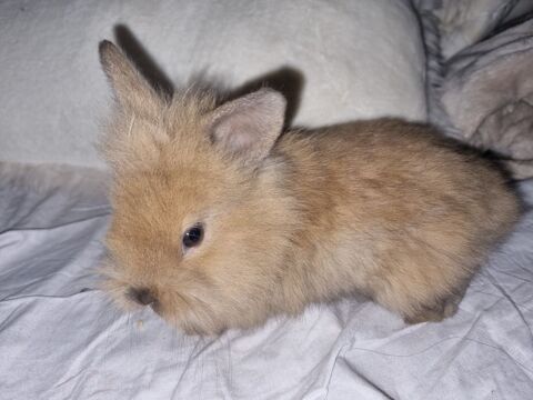 Lapin nain en pleine forme 
35 13190 Allauch