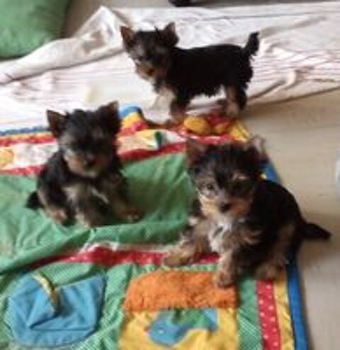   Chiots Yorkshire 