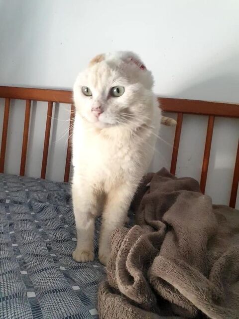 Sparrow adorable chat à adopter 150 76220 Ferrires-en-bray