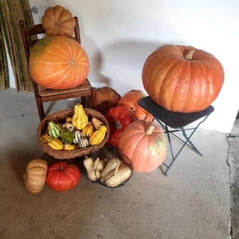 Citrouilles et Potirons 1 Eauze (32)