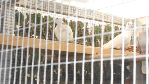 colombe tourterelle 30 77290 Mitry-mory