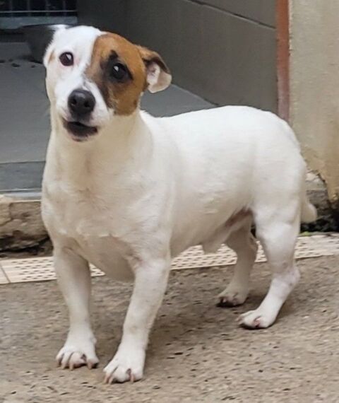 ALBATROS, jack russel 5 ans 220 34500 B�ziers