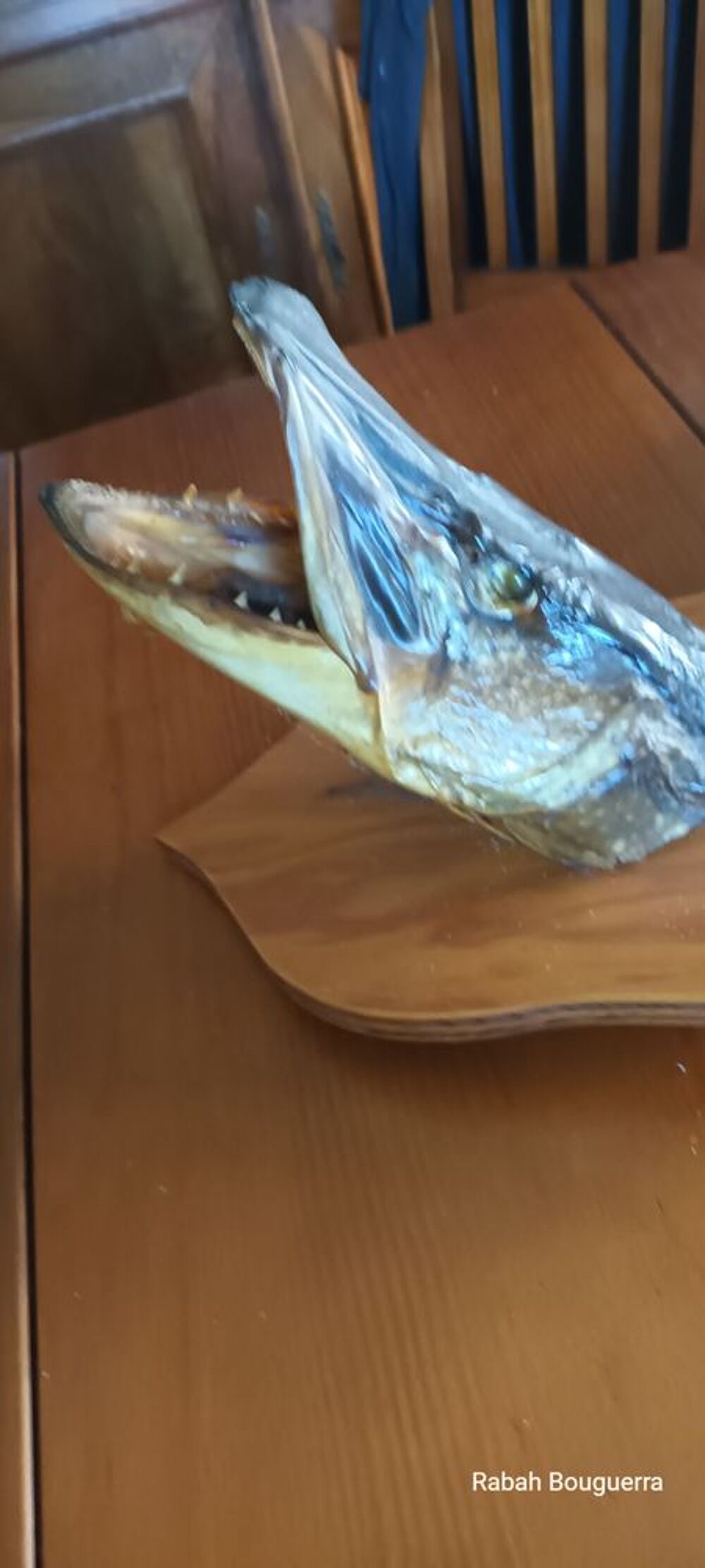 Troph&eacute;e -T&ecirc;te de brochet sur &eacute;cusson D�coration