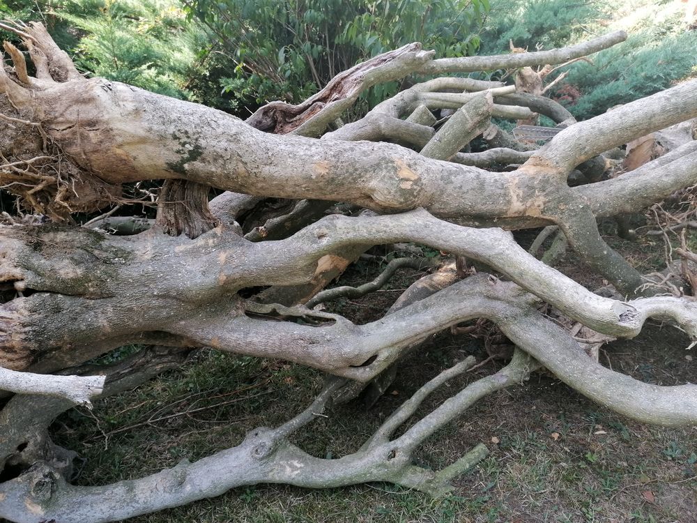  bois buis Jardin